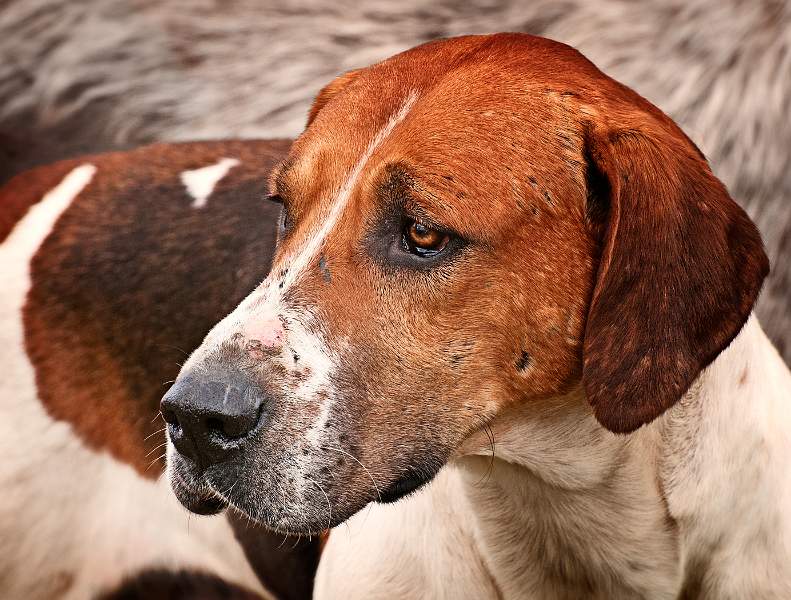 One of the pack.jpg - One of the pack